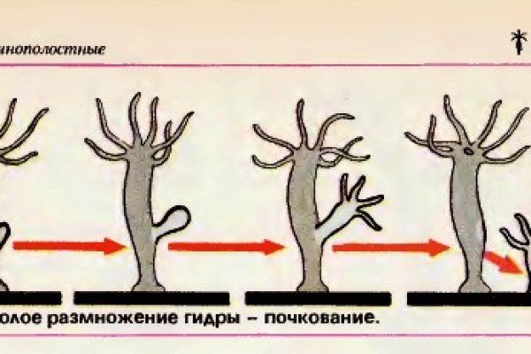 Как вернуть аккаунт на кракене